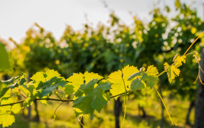 Promotion Domaines et Villages